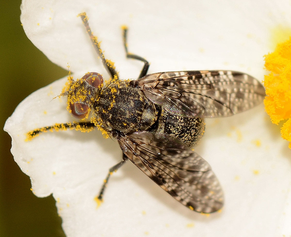 Platystomatidae: Platystoma sp.