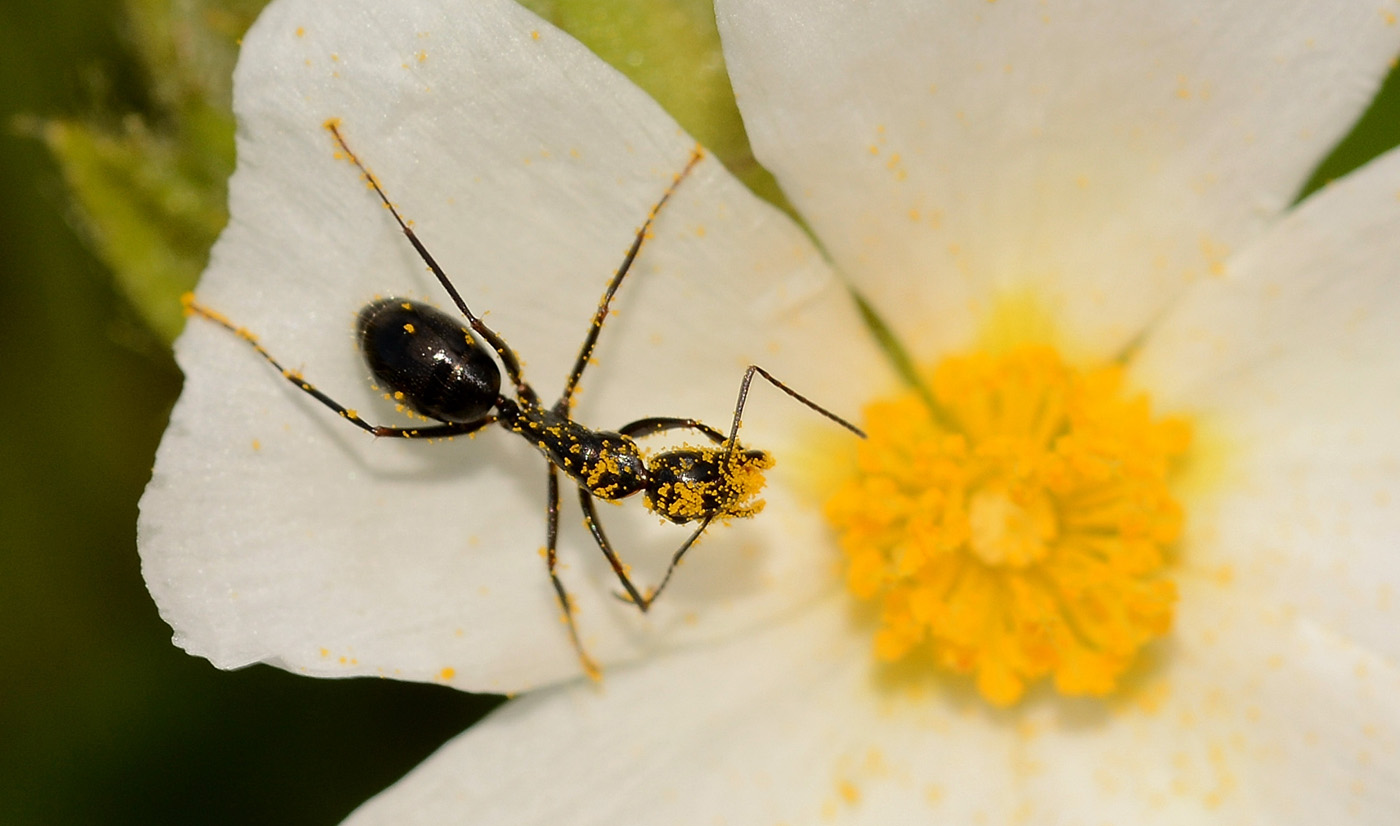 formica impollinatrice: Camponotus aethiops