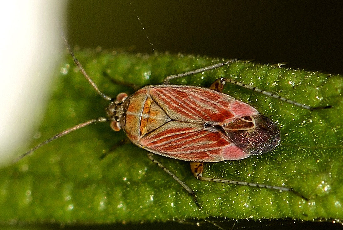 Miridae: Pachyxyphus lineellus