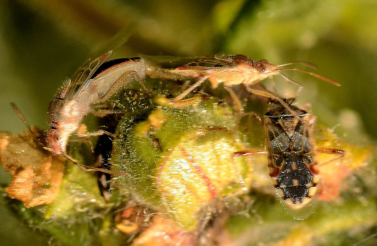 Rhopalidae:   Liorhyssus hyalinus