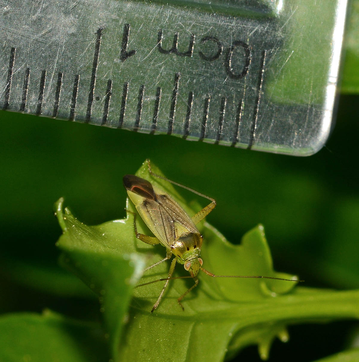 Miridae:Closterotomus trivialis e norwegicus