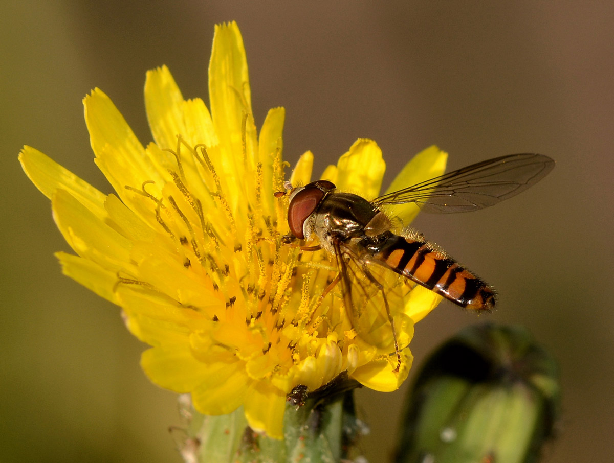 Episyrphus balteatus (Syrphidae)