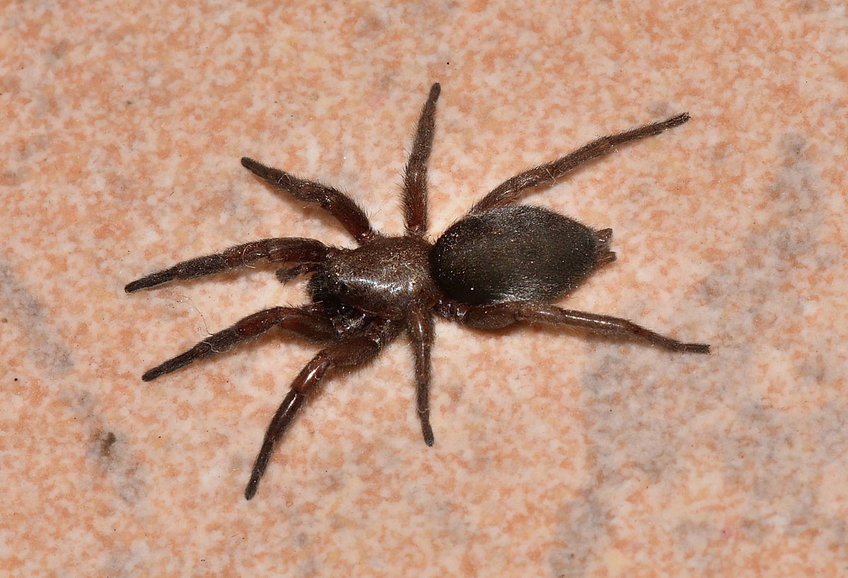 Scotophaeus scutulatus - Bannio Anzino (VB)