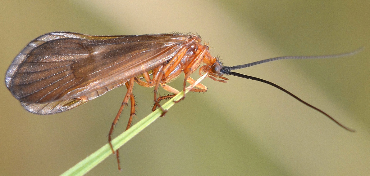 Limnephilidae: Anabolia lombarda