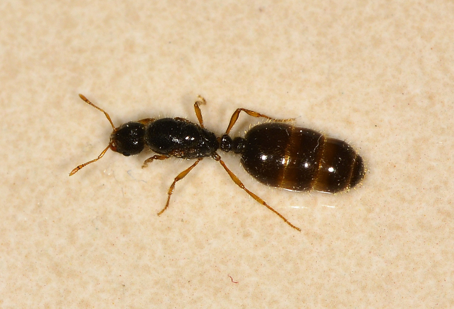 Grosso addome:  regina di Solenopsis fugax (Formicidae)