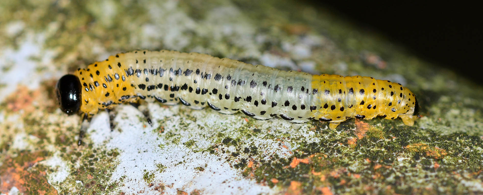 Tenthredinidae:  cfr. Nematus (Pteronidea) sp.