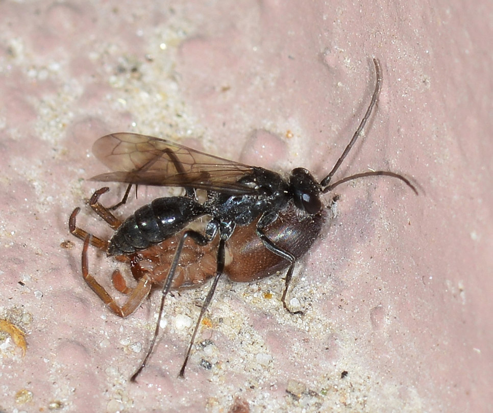 Pompilidae in azione