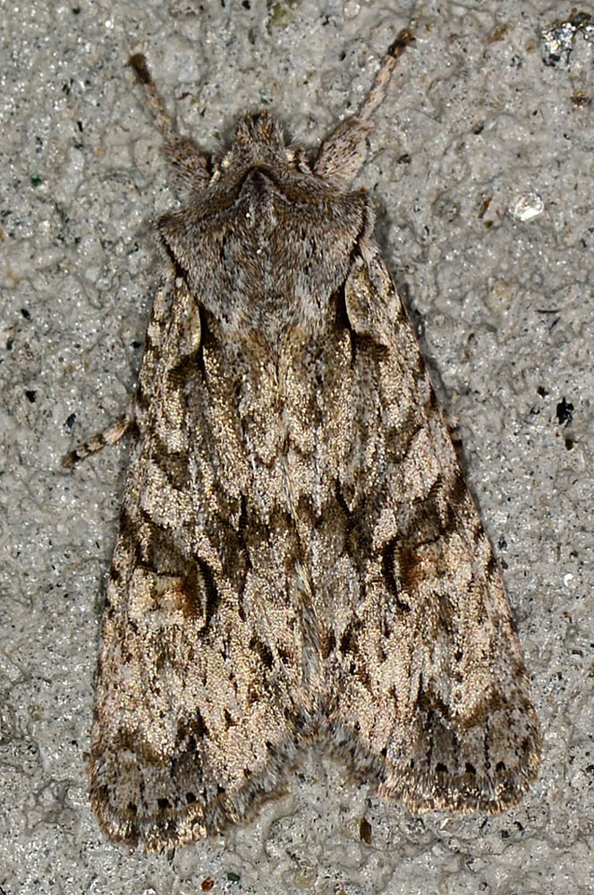 Noctuidae ? S, Lithophane (Lithophane) ornitopus