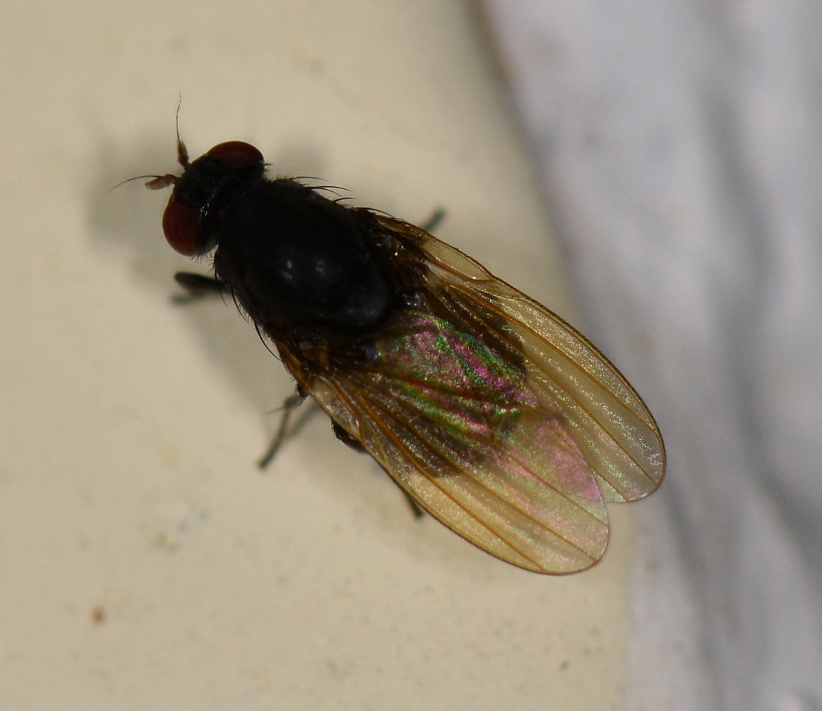 mosca scura: Lauxaniidae