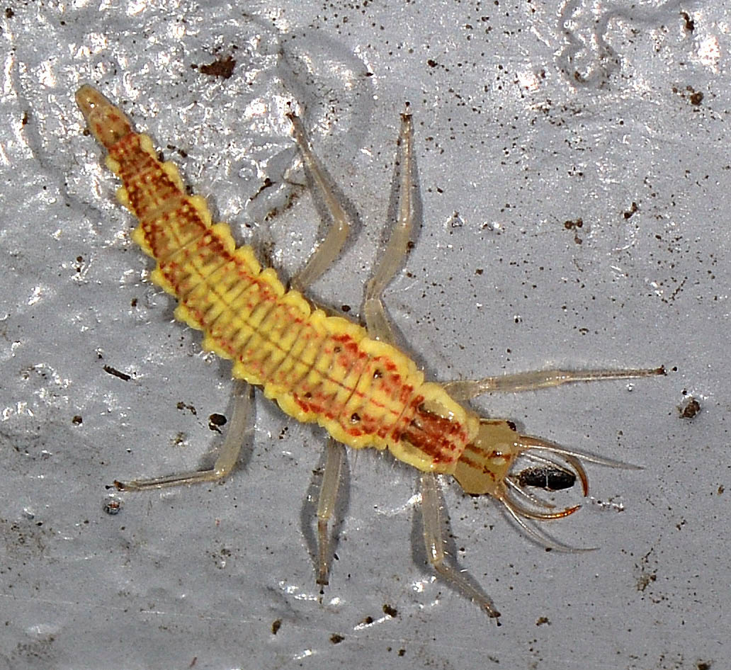 larva di Chrysopidae:  Nineta flava
