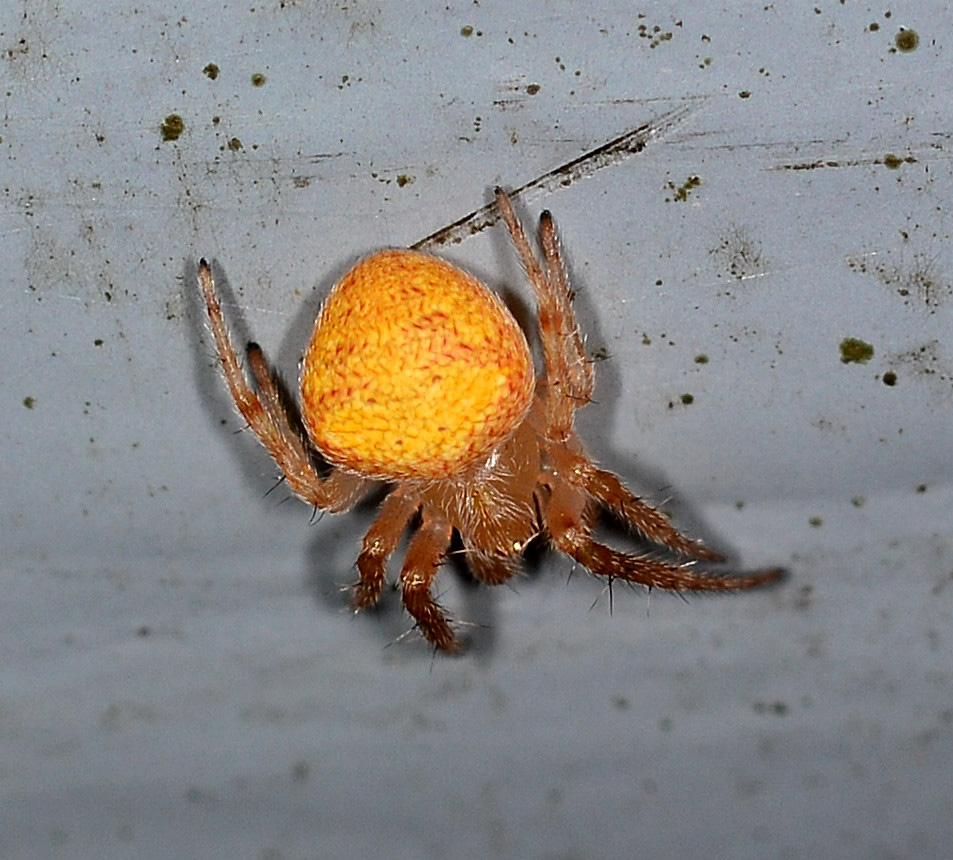 Neoscona subfusca, maschio - Bannio Anzino (VB)