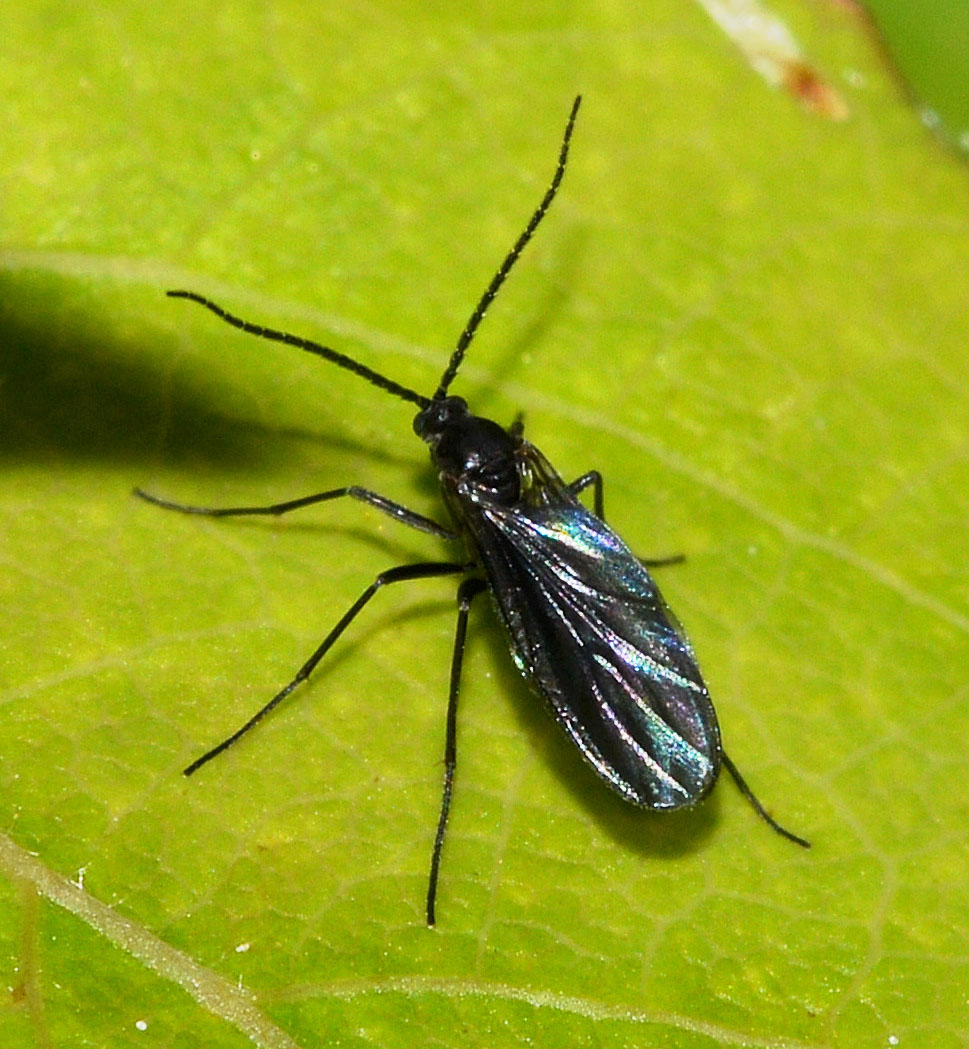 Sciaridae