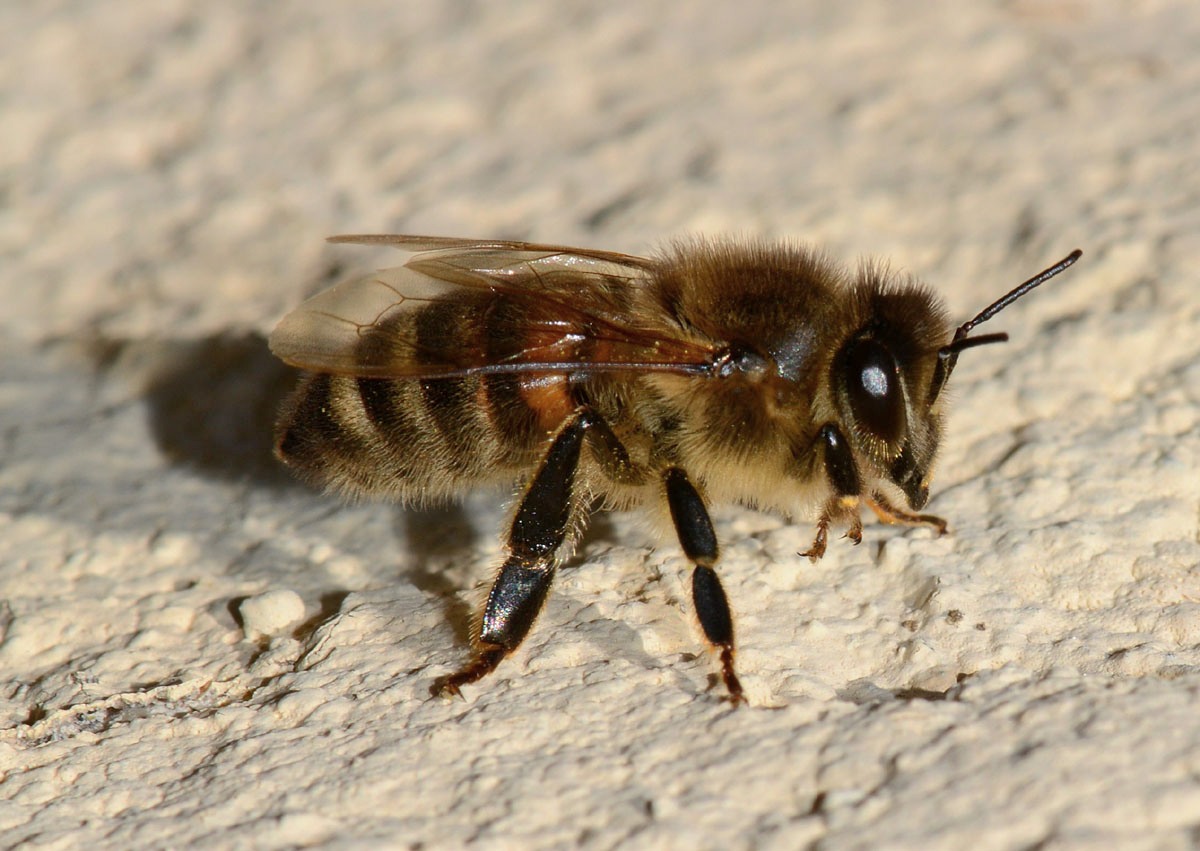 Apis mellifera