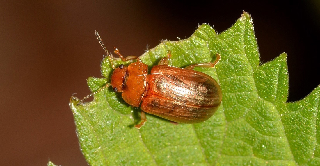 Chrysomelidae:  Gonioctena sp.