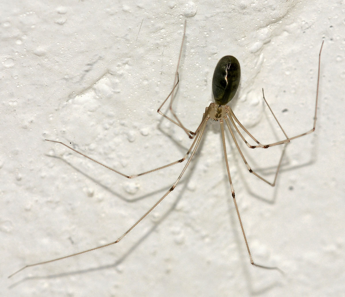 Pholcidae sardo :  Pholcus phalangioides  - Is Arenas (OR)