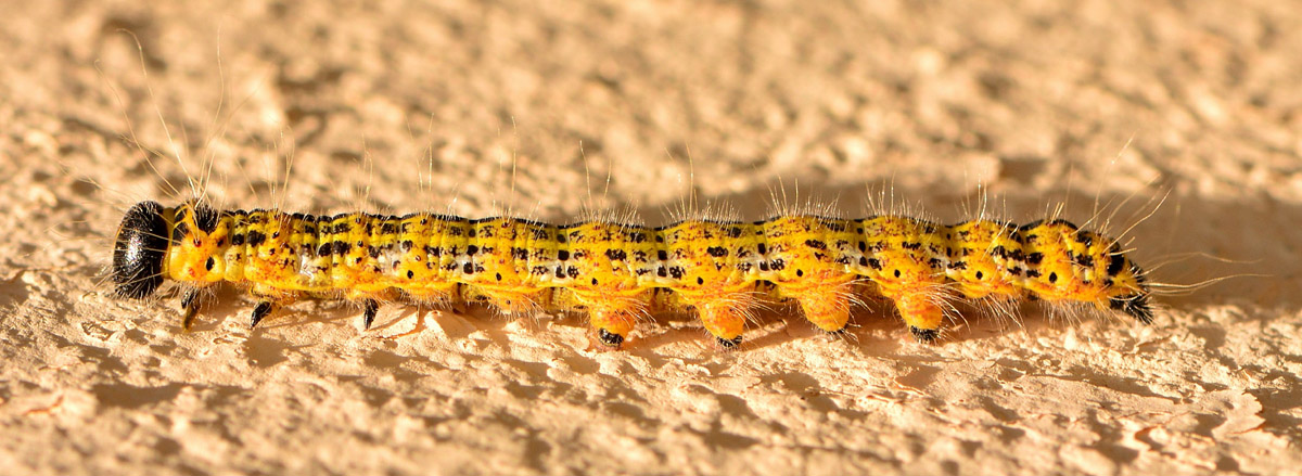 larva di Phalera bucephala (Notodontidae)