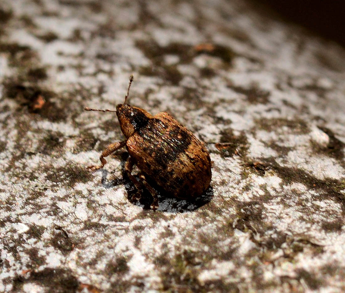 Curculionidae: Stereonychus fraxini