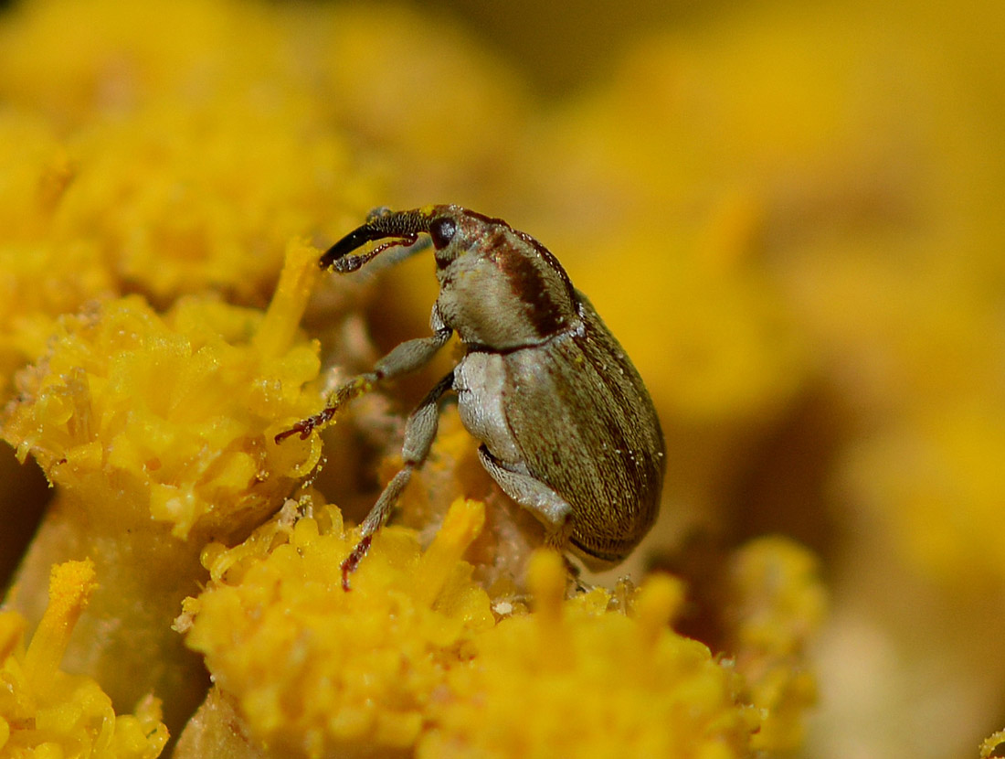 Curculionidae sardo:  Sibinia attalica