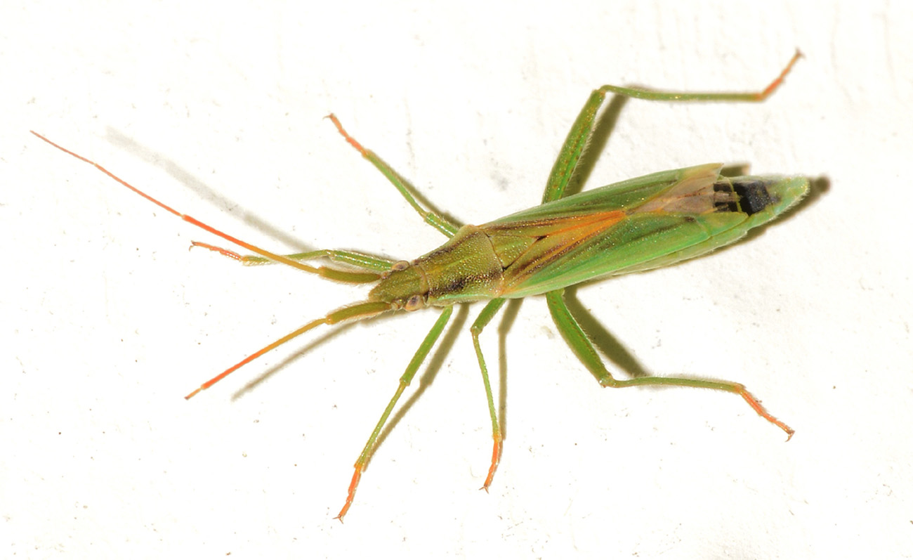 Miridae:  Stenodema laevigata, maschio