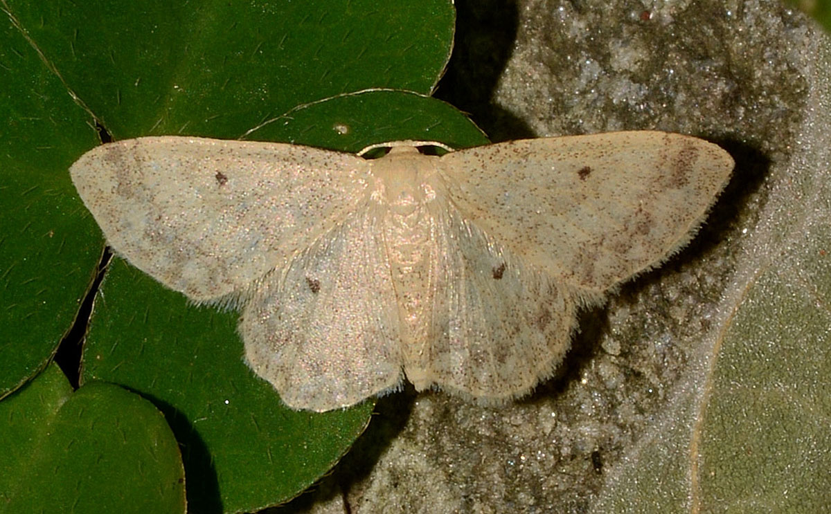 Idaea biselata, Geometridae