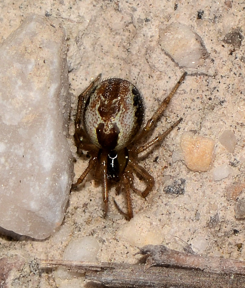 Theridiidae: Kochiura aulica, femmina - Isola di Capraia (LI)