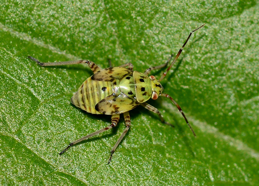 Miridae: ninfa di Lygus sp.