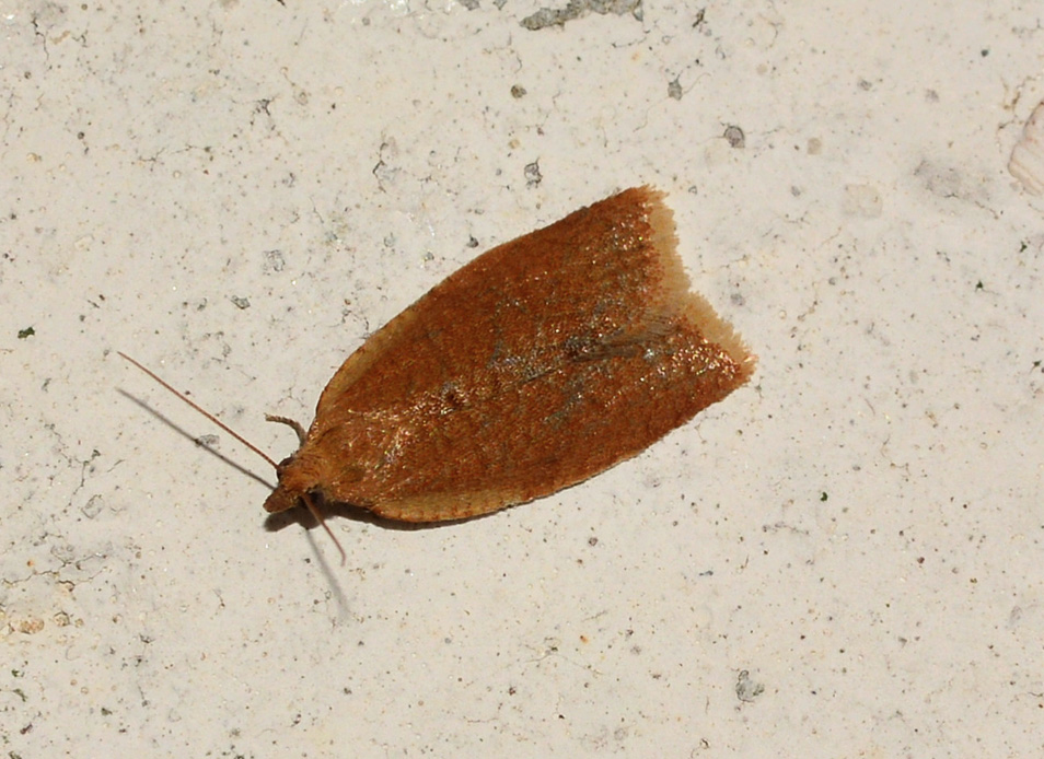 Tortricidae di Capraia - Clepsis consimilana