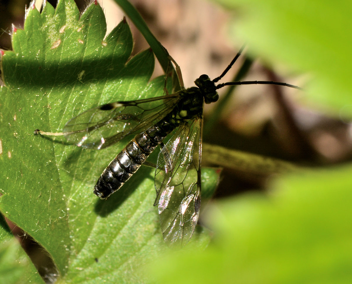 Sinfite da identificare: Tenthredopsis sp.