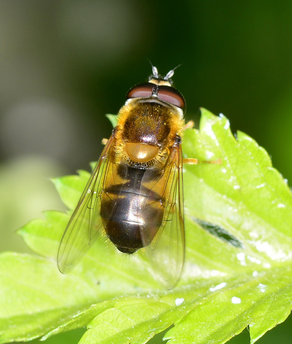 Syrphidae: Epistrophe eligans maschio