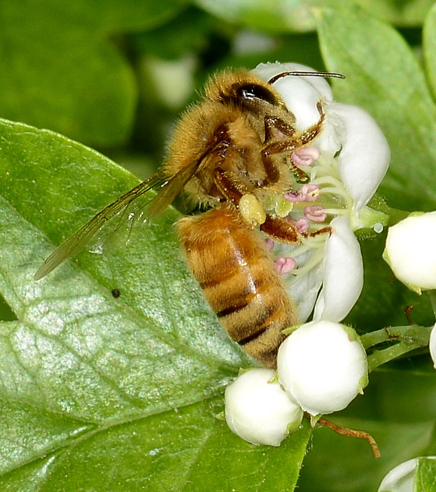 Apis mellifera cfr. ligustica