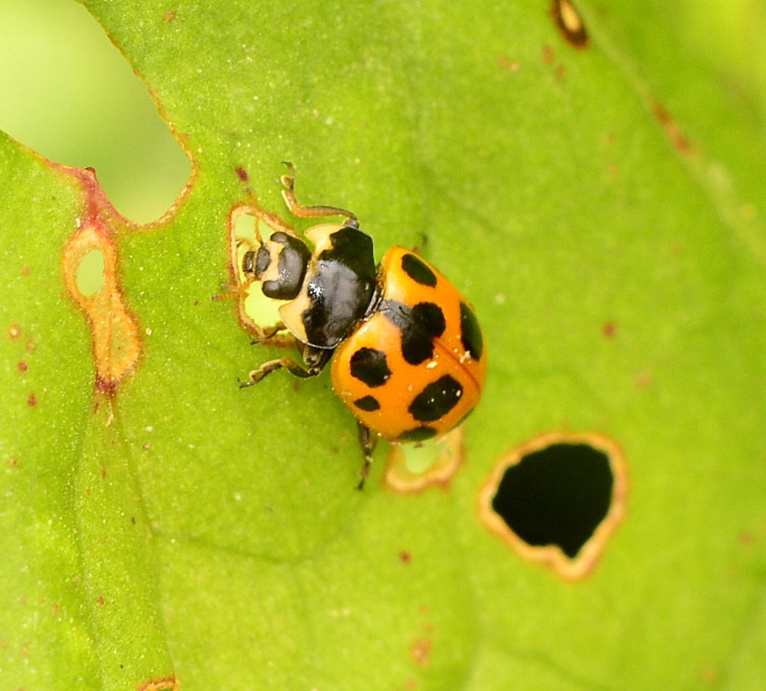 Ceratomegilla notata, Coccinellidae