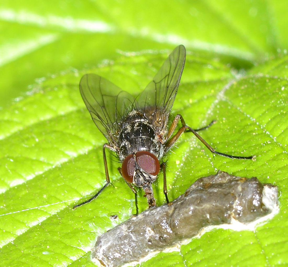 Muscidae da id: Phaonia sp. maschio