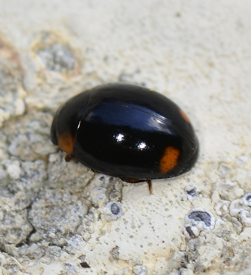 Hyperaspis sp., Coccinellidae