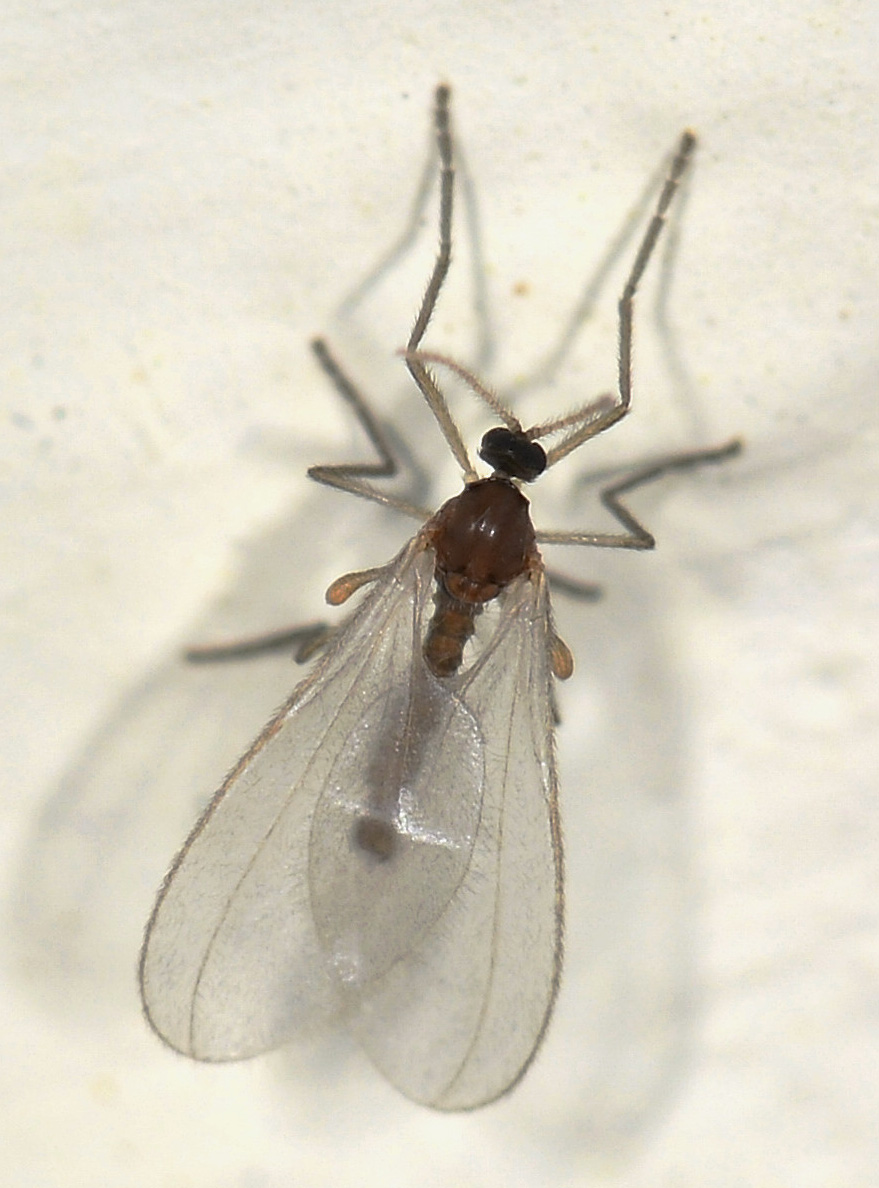 Moscerino da id: Cecidomyiidae