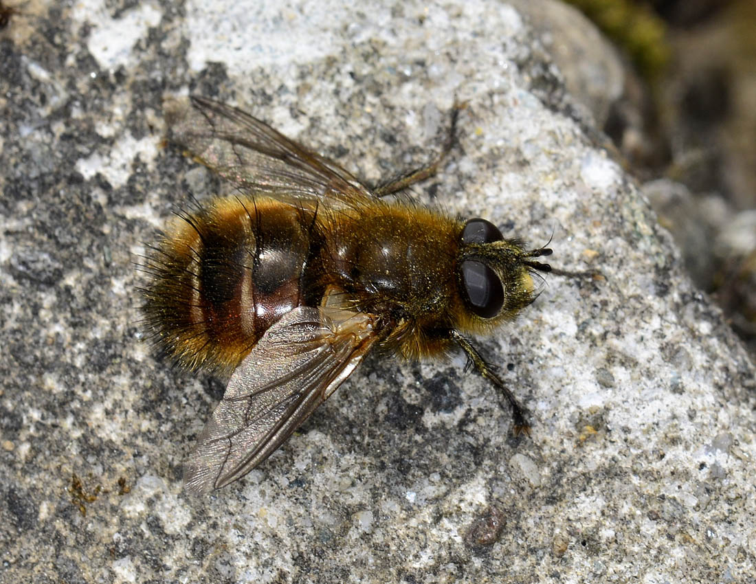 Tachina ursina (Tachinidae)