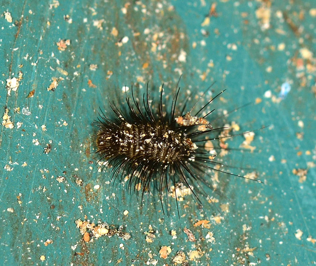 larva di Dermestidae