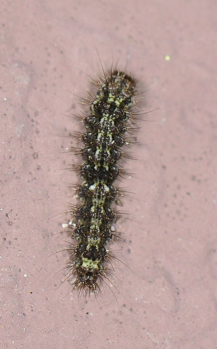 Piccola larva - Eilema depressa, Erebidae Arctiinae