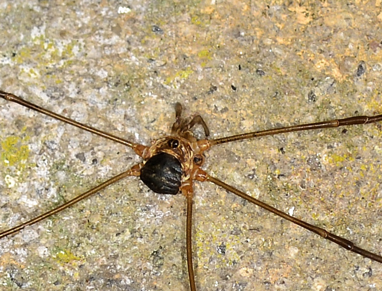 Amilenus aurantiacus, maschio (Phalangiidae)