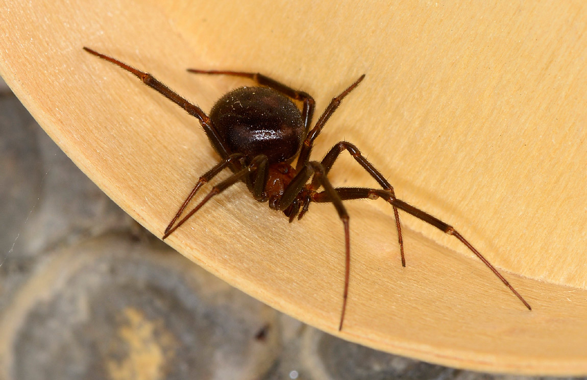 ragno scuro - Theridiidae:  Steatoda grossa - Mediglia (MI)