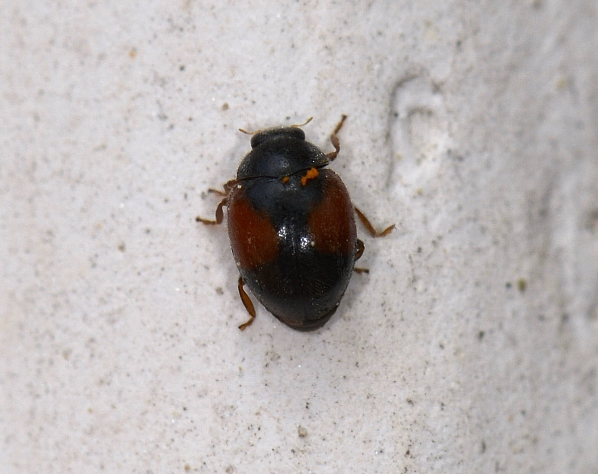 Coccinellidae: Scymnus sp.