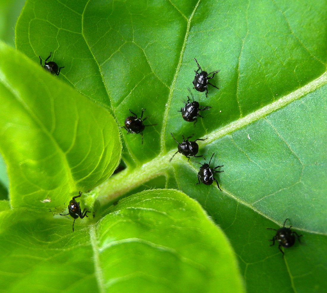 Di che si tratta?  Ninfe di Nezara viridula  (Pentatomidae)