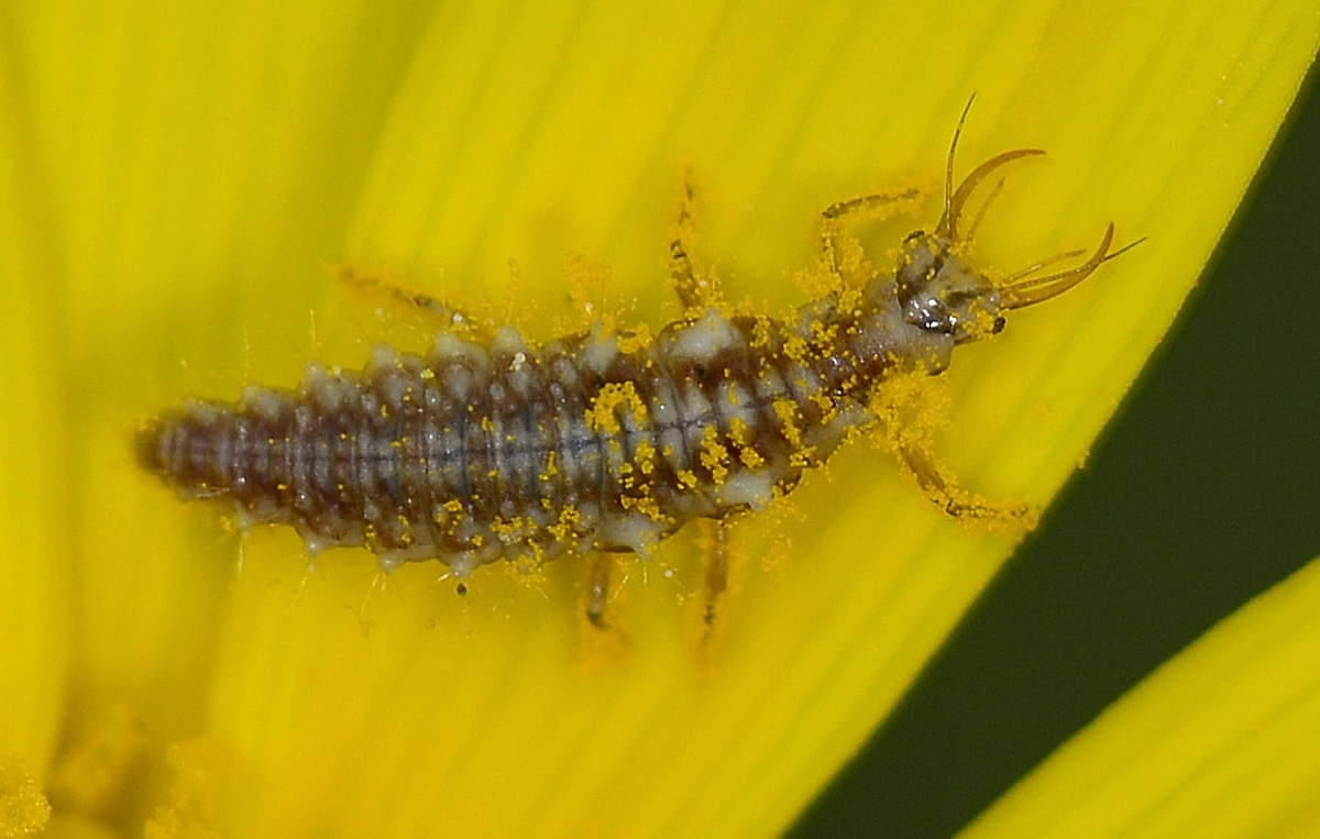 Larva di Chrysoperla sp.  (Chrysopidae)