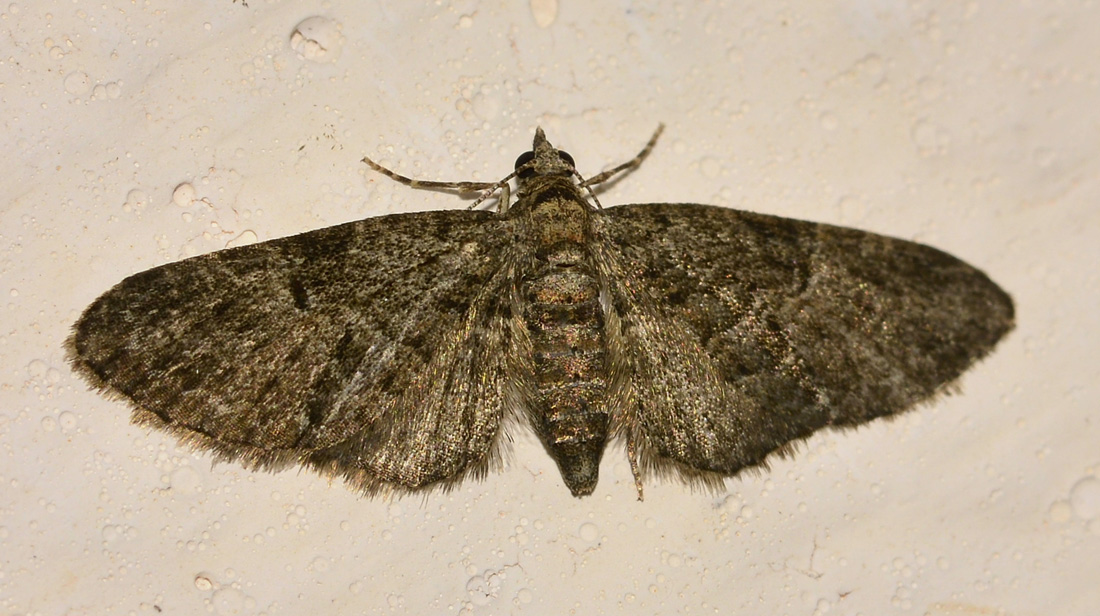 Eupithecia ?