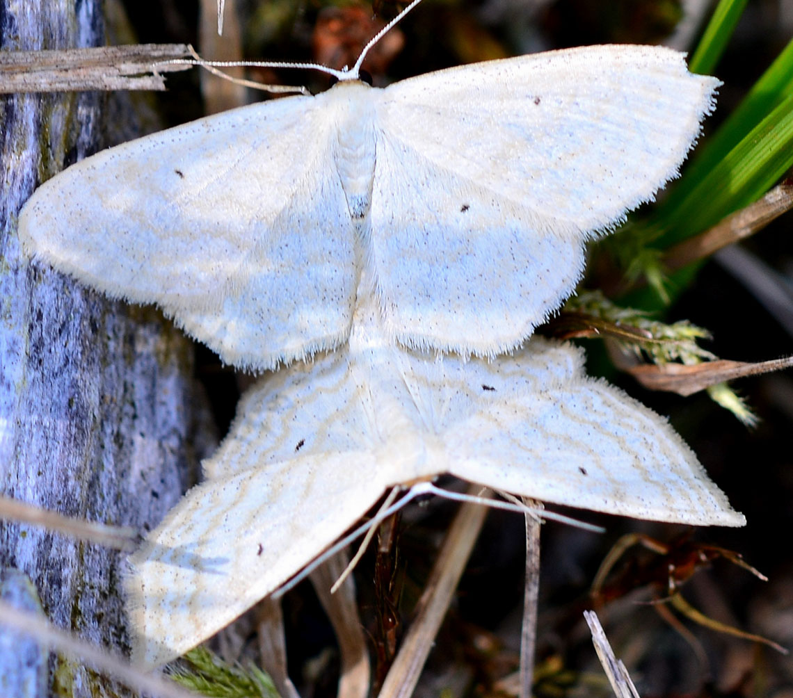 Idaea o altro? Scopula (Calothysanis) immutata, Geometridae