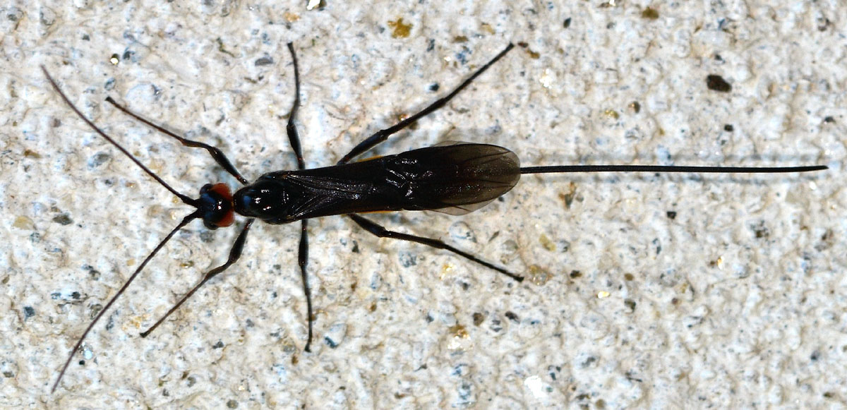 Ichneumonidae ?  No, Braconidae:  cfr. Atanycolus sp.