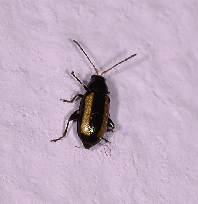 Chrysomelidae:  Phyllotreta vittula