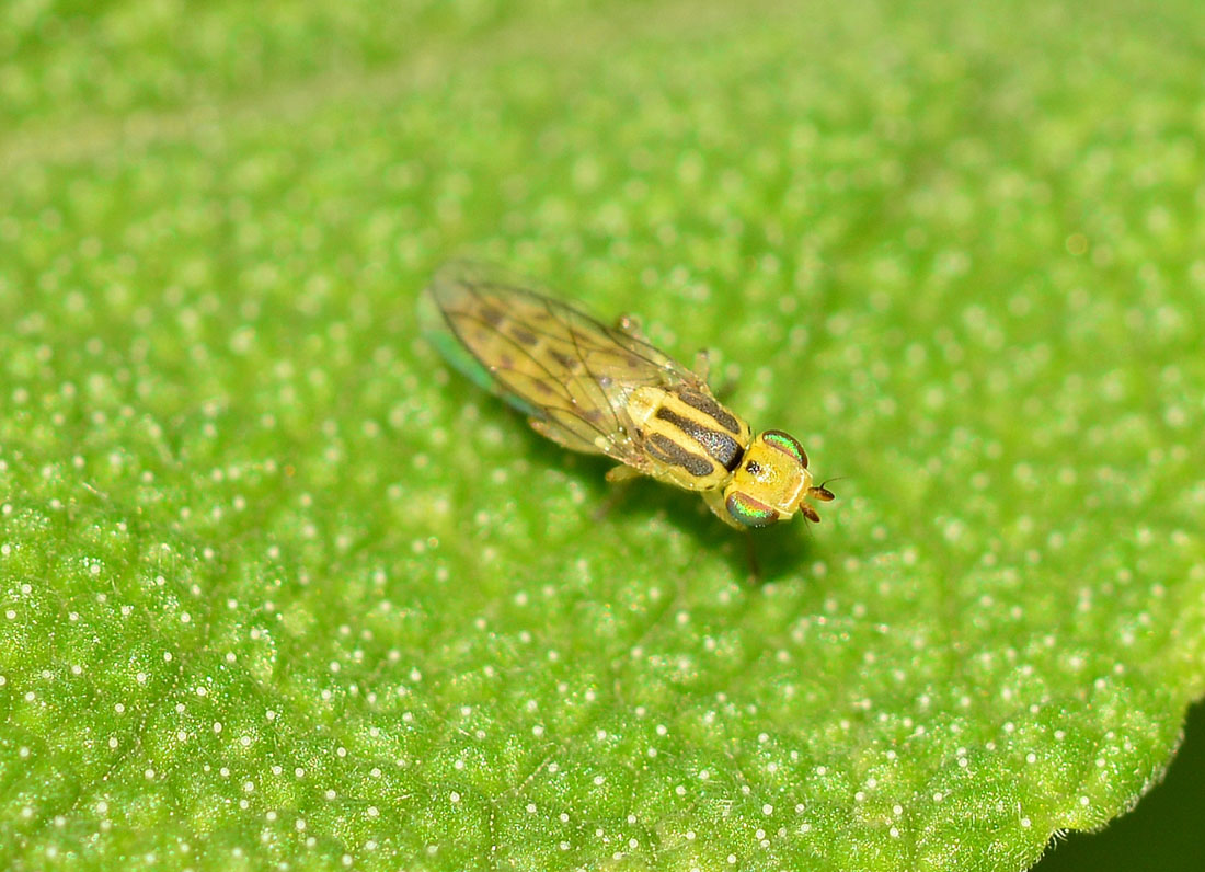 Sulla Salvia: Meromyza sp. (Chloropidae) e Platypalpus sp. (Hybotidae)