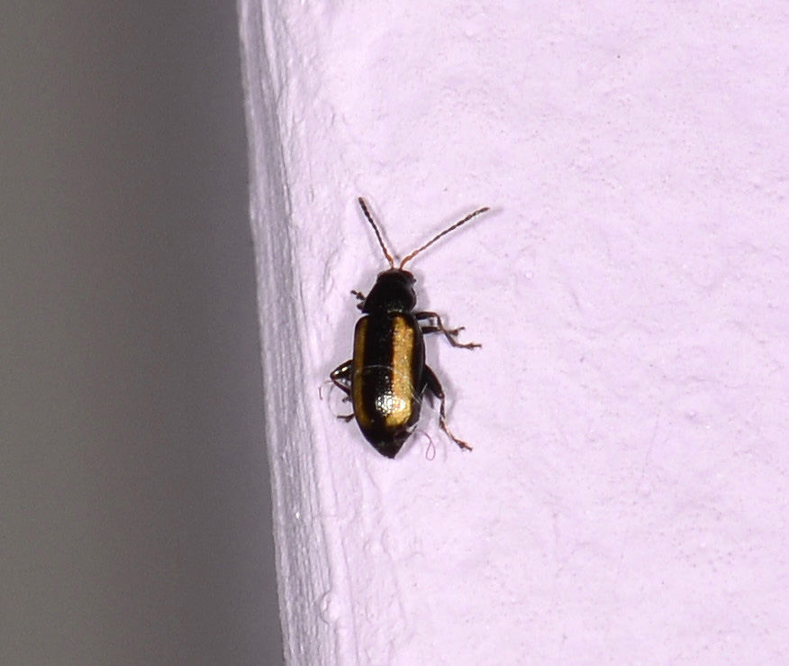 Chrysomelidae:  Phyllotreta vittula