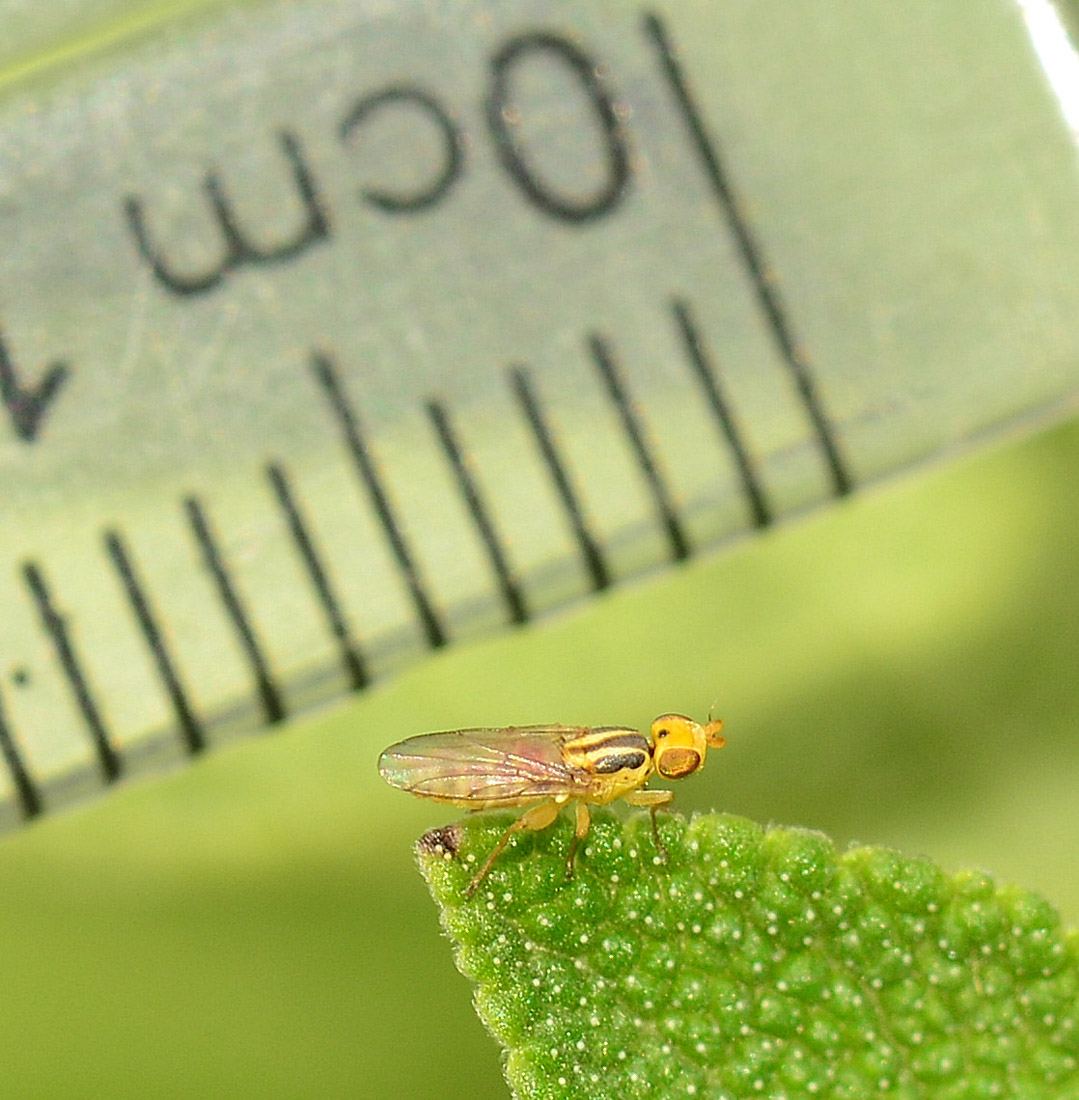 Sulla Salvia: Meromyza sp. (Chloropidae) e Platypalpus sp. (Hybotidae)