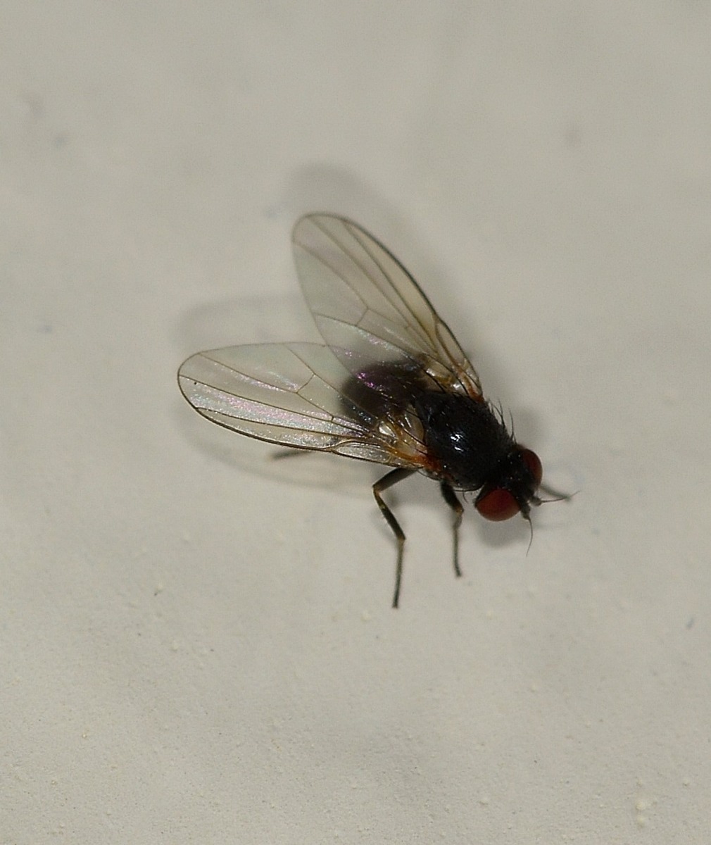 Agromyzidae: Agromyza sp.